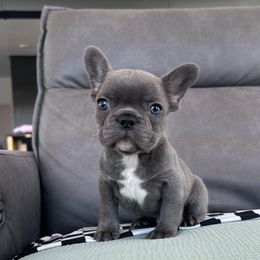 Baxter - Blue male French Bulldog puppy in Piedmont, Oklahoma from 5A Frenchies