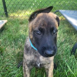 Potato Pato O'Ward - Light Blue - Gold brindle male Dutch Shepherd puppy in Carmel, Indiana from Legacy Dutch Shepherds