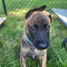 Potato Pato O'Ward - Light Blue - Gold brindle male Dutch Shepherd puppy in Carmel, Indiana from Legacy Dutch Shepherds