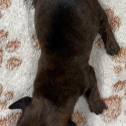 Alice - Brindle female Dachshund puppy in Martinsville, Indiana from Witchy Woman’s Wiener’s