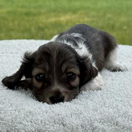 Tai - Cream female Dachshund puppy in Boswell, Indiana from Golden Moose Homestead