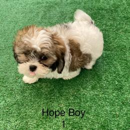 Hope boy 1 - Brindle and white male Shihpoo puppy in Zeigler, Illinois from Dandy Little  Shih Tzu, Shih Poo's and Toy Poodles