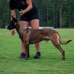 Riot - Belgian Malinois
