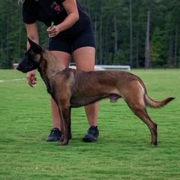 Riot - Belgian Malinois