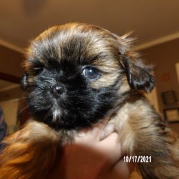 Shih Tzu Puppies from Diamond Mountain Shih Tzus