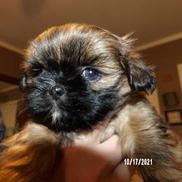 Shih Tzu Puppies from Diamond Mountain Shih Tzus