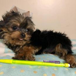 Yorkshire Terrier Puppies from Yorkie Blessings