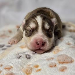 Denji - Red and white male Siberian Husky puppy in Buckeye, Arizona from Anime Huskies
