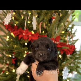 Girl 2 - Black & white female Miniature Australian Shepherd puppy in Brenham, Texas from Stone N Rose Kennels