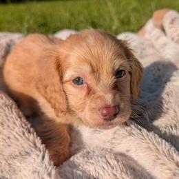 Peanut PET ONLY - Cream male Dachshund puppy in Unadilla, Georgia from Hamsley's Puppy Palace
