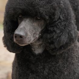 Poodle Puppies from Antigua Standard Poodles