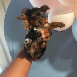 Nala - Black and tan female Yorkshire Terrier puppy in Pomona, California from Lunio's Yorkies
