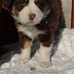 Australian Shepherd Puppies from Rockin' Aussies