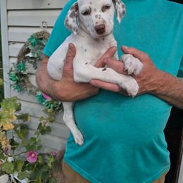 Trigger - White and liver brown male Dalmatian puppy in Burley, Idaho from Hot Diggety Dogs LLC