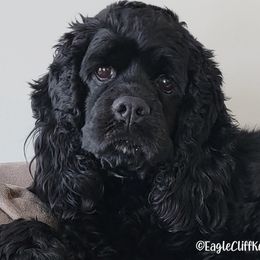 Astrid - Cocker Spaniel