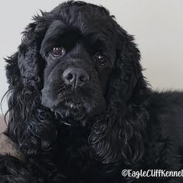 Astrid - Cocker Spaniel