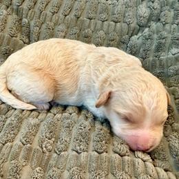 Clarence - Parti male Labradoodle puppy in Bruceton Mills, West Virginia from Adonai Ra'ah Farms