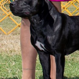 Staffordshire Bull Terriers from Sublime Staffords