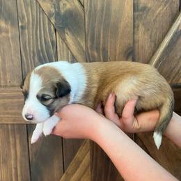 Rose - Sable and white female Old Time Scotch Collie puppy in Mars Hill, North Carolina from Brambly Mountain Farm