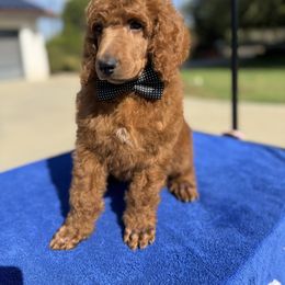 Black collar boy - Apricot male Poodle puppy in Riverside, California from Riverside red poodles