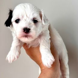 Red Female - Black and white female Shihpoo puppy in Asheboro, North Carolina from Southern Bred Pups