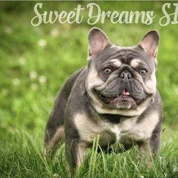 French Bulldog puppies from Freshwater Frenchies