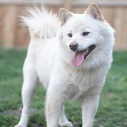 Shiba Inu from Fairyland Shibas