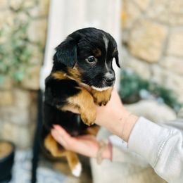 Saint Nick - Black tri Miniature Australian Shepherd puppy in Marysville, Indiana from New Market Aussies