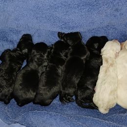 Scottish Terrier Puppies from Cavern Kennels