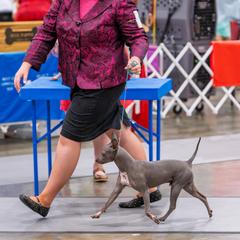 American Hairless Terriers and Pembroke Welsh Corgis from Flipside