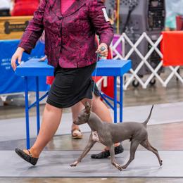 American Hairless Terriers and Pembroke Welsh Corgis from Flipside
