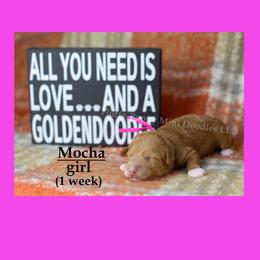 Mocha  PINK COLLAR girl  3500 - Red  female Goldendoodle puppy in Corona, California from Fluffy Puppy Mini Doodles LLC
