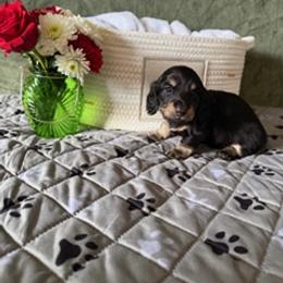 Black and Cream Male 1 - Black and cream male Dachshund puppy in Delta, Colorado from Weinderful Dachshunds