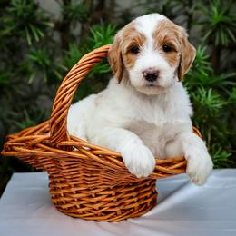 Light Pink Collar - Parti female Goldendoodle puppy in Palmetto Bay, Florida from SOMIDOODLES