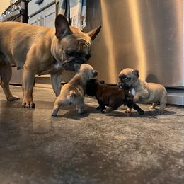 French Bulldog Puppies from Rockstar Kennel