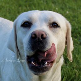 Alaska - Labrador Retriever