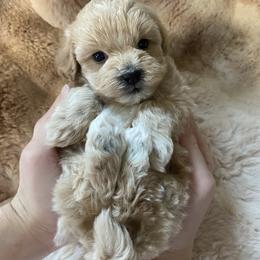 Nicolas - Apricot male Maltipoo puppy in Bellingham, Washington from My Sweet Poodles and Doodles