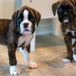 Flashy Brindle Boy 2 - Brindle Boxer puppy in Caledonia, Ohio from Cedar Boxers and French bulldogs