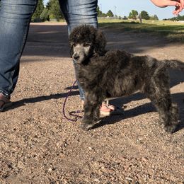 German Shepherd and Poodle Puppies from United Broughton Kennel