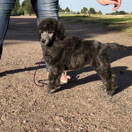 German Shepherd and Poodle Puppies from United Broughton Kennel