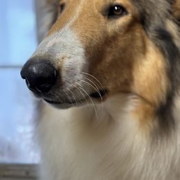 Memphis - Collie