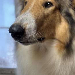 Memphis - Collie