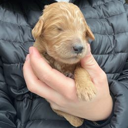 Prancer - Caramel cream male Labradoodle puppy in Monticello, Georgia from Daylin’s Doodles & Labradors