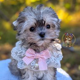 Korean Babydoll Marigold - Gold female Morkie puppy in Barren Springs, Virginia from Seeking Shalom Acres Maltese, Maltipoos & Havamalts