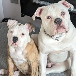 American Bulldogs from Elijah's American Bulldogs LLC