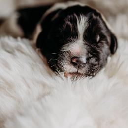 Newfoundland Puppies from Kinson Ridge Giants