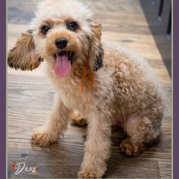 Kingman - Merle male Cockapoo puppy in Connersville, Indiana from Deaz Doodle Ranch