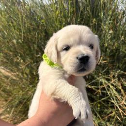Green boy - Light golden male Golden Retriever puppy in Pahrump, Nevada from Southern Nevada Goldens