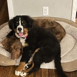 Bernese Mountain Dogs from High Desert Bernese