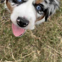 Miniature Australian Shepherd Puppies from Rebel Creek Mini Aussies